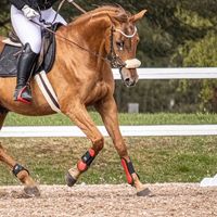 equestrian_vilma