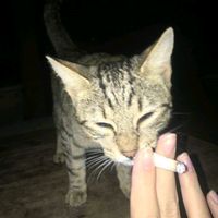 оригінальний звук