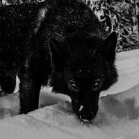 wolf_dark444