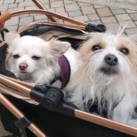 strolchi.und.amy