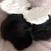 luwyvss