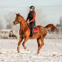 irene_equestrian06