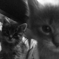 oryginalny dźwięk – patryzzek