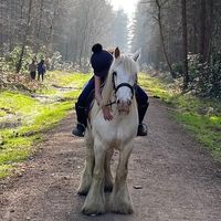 equine_ellie6