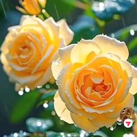 havahava522