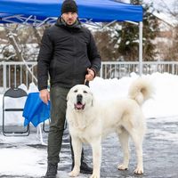 canisadevaleatrotusului
