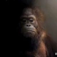 original sound - onyx.ranking