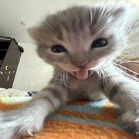swluqi