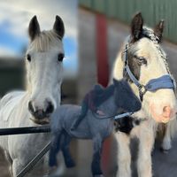 graceandthegrey