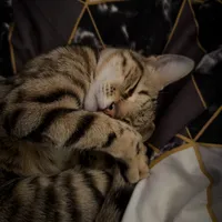 original sound - xsnikoooo