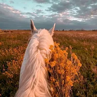 original sound - eequineaudios