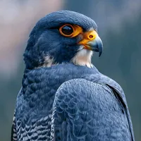 original sound - falcon_adventures