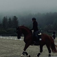 xxfan_horsexx