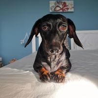 pajti_the_dachshund