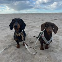 minidachshundboys