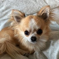 basil_chihuahua