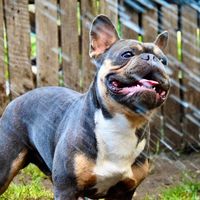 pedrothefrancebulldog