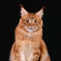 bigmainsmainecoon