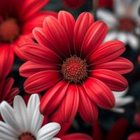 embroiderydesign786