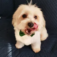 original sound - max_bichon_havanez