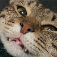 rocky.thetiger