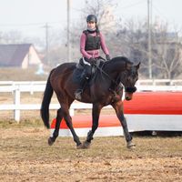 my_powerfull_horses