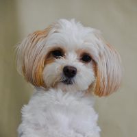teddy_minitoy