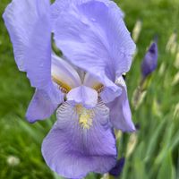 iris3419