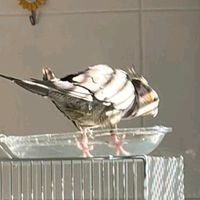 cuquilapapillera