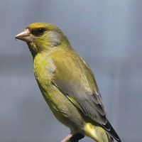 natureofireland