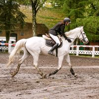 doma_equestrian