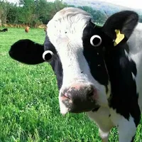 original sound - capcuttemplatesonly333