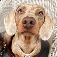 lambothesausage