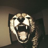 am4lie.1