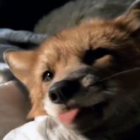 theasianolive