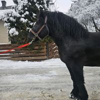 florin.gorcea