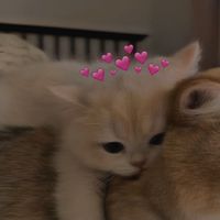 relationshipreels777