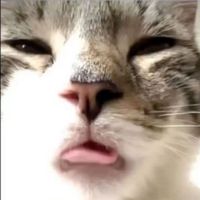 callsignwolfie