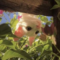 pr3ttykitty1