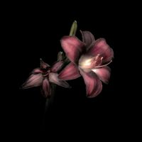 sakura_motti_666