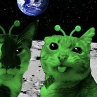 lynx_12347