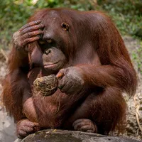 original sound - sdeux.fm