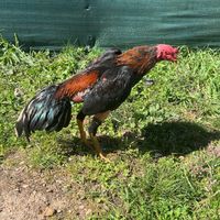 mango_coq