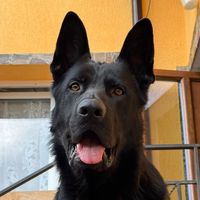 mike_thegermanshepherd