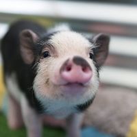nhạc nền - Cute Pig