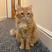 fluffymosby