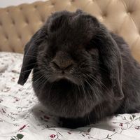 emmabunny05