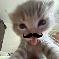 ilovecats.com56