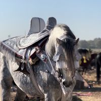 alkhil22
