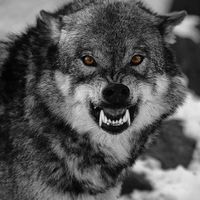 wolfelite1